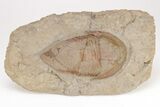 Huge, Kierarges Trilobites - Fezouata Formation #206469-1